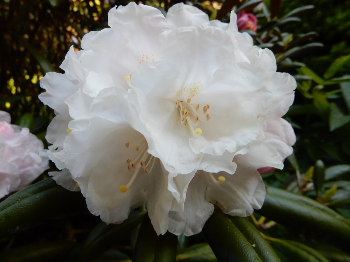 R. yakushimanum AGM